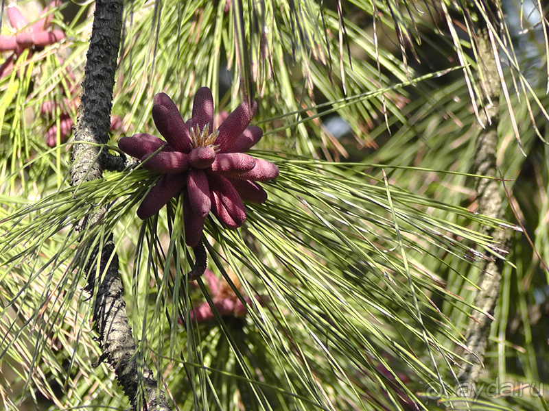 Ботанический сад, Киев. Весна-лето, осень-зима, а в середине Вечность! Весна.