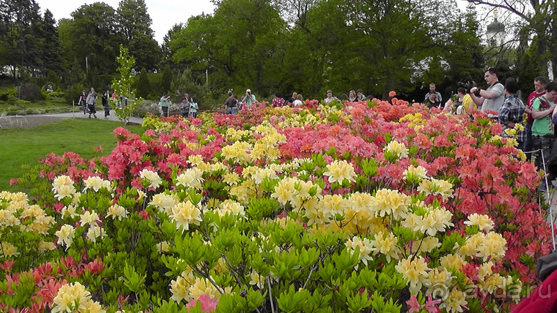 Ботанический сад, Киев. Весна-лето, осень-зима, а в середине Вечность! Весна.
