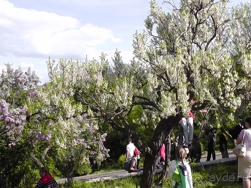 Ботанический сад, Киев. Весна-лето, осень-зима, а в середине Вечность! Весна.