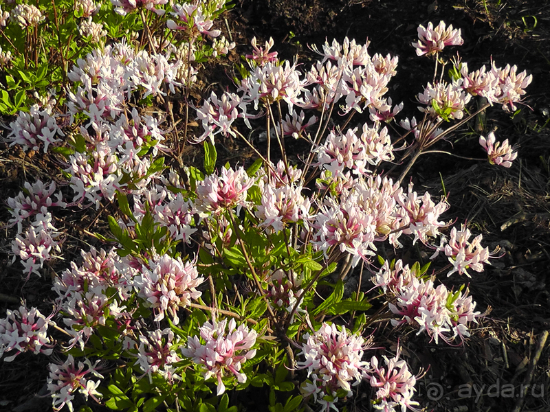 Ботанический сад, Киев. Весна-лето, осень-зима, а в середине Вечность! Весна.