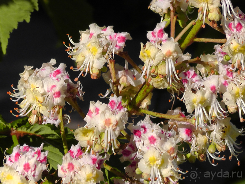 Ботанический сад, Киев. Весна-лето, осень-зима, а в середине Вечность! Весна.