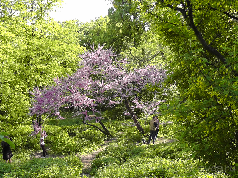 Ботанический сад, Киев. Весна-лето, осень-зима, а в середине Вечность! Весна.