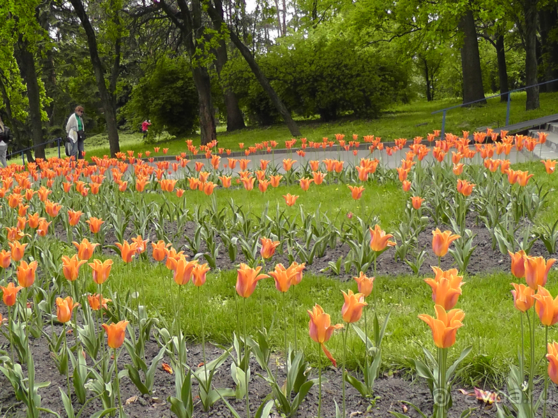 Ботанический сад, Киев. Весна-лето, осень-зима, а в середине Вечность! Весна.