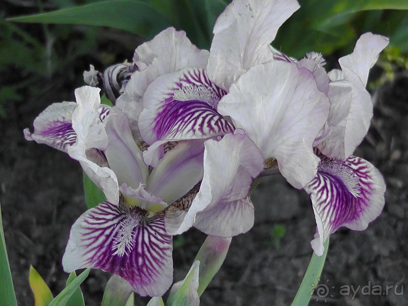 Ботанический сад, Киев. Весна-лето, осень-зима, а в середине Вечность! Весна.