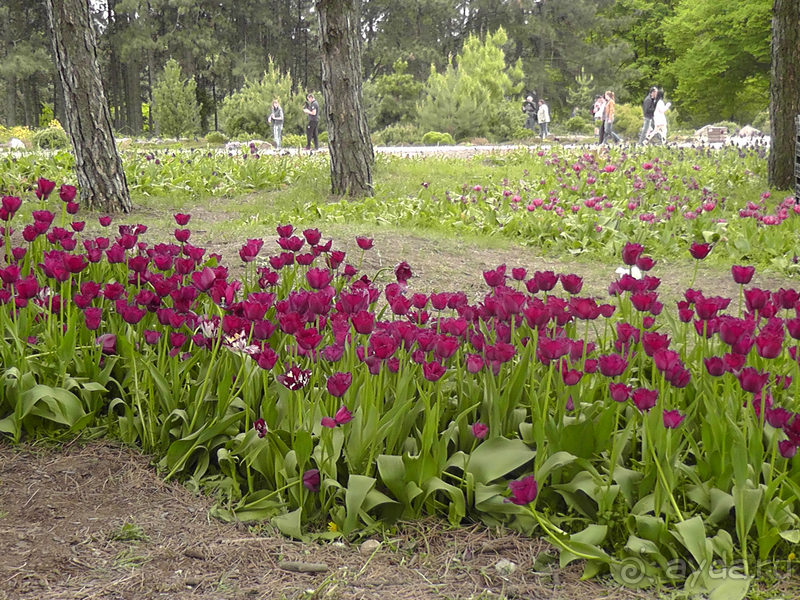 Ботанический сад, Киев. Весна-лето, осень-зима, а в середине Вечность! Весна.