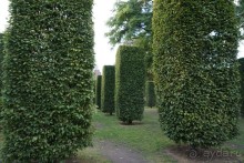 Гент, Бельгия. «Гулять, так гулять!». Город Синей птицы - не центр.