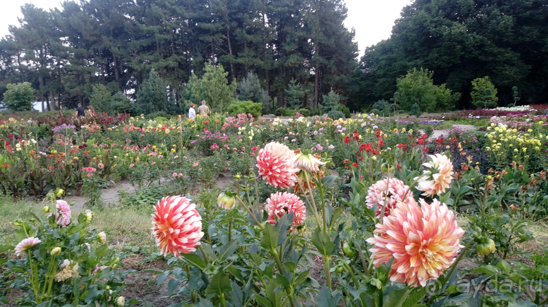 Альбом отзыва "Киев, Ботанический сад. Весна-лето, осень-зима, а в середине Вечность! Осень."