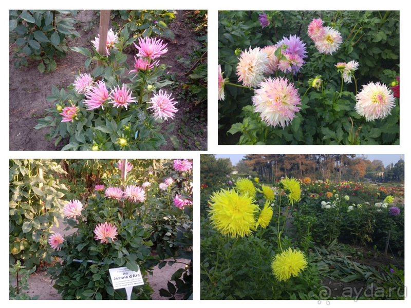 Альбом отзыва "Киев, Ботанический сад. Весна-лето, осень-зима, а в середине Вечность! Осень."