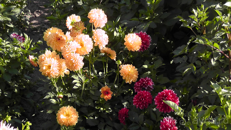 Альбом отзыва "Киев, Ботанический сад. Весна-лето, осень-зима, а в середине Вечность! Осень."