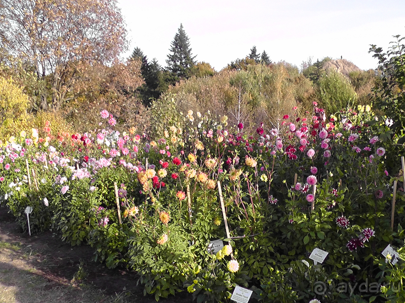 Альбом отзыва "Киев, Ботанический сад. Весна-лето, осень-зима, а в середине Вечность! Осень."
