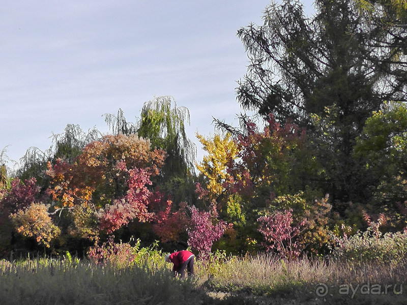 Альбом отзыва "Киев, Ботанический сад. Весна-лето, осень-зима, а в середине Вечность! Осень."