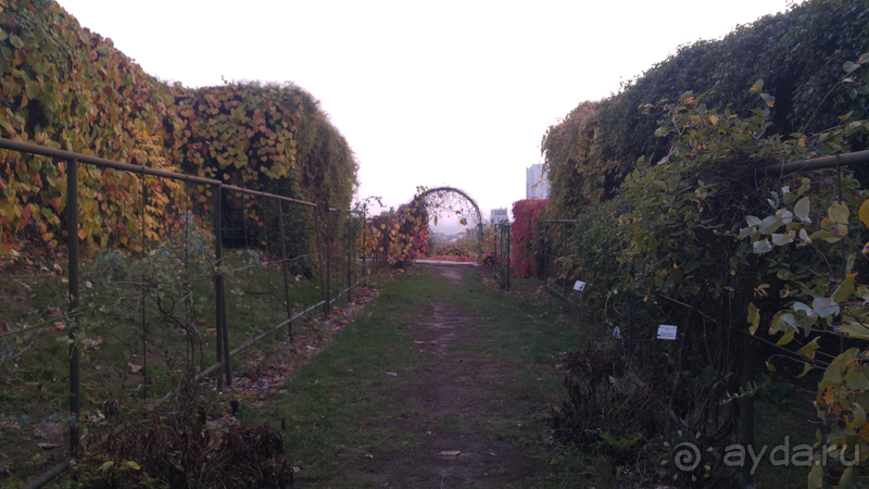 Киев, Ботанический сад. Весна-лето, осень-зима, а в середине Вечность! Осень.