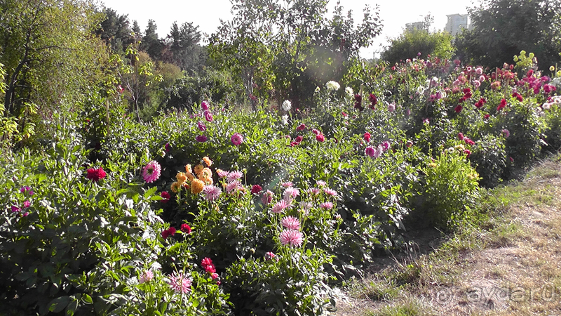 Киев, Ботанический сад. Весна-лето, осень-зима, а в середине Вечность! Осень.