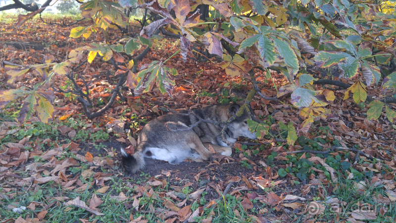 Киев, Ботанический сад. Весна-лето, осень-зима, а в середине Вечность! Осень.