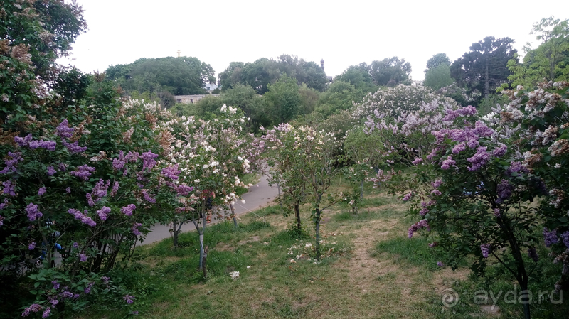 Альбом отзыва "Киев, Ботанический сад. Весна-лето, осень-зима, а в середине Вечность! Весна."
