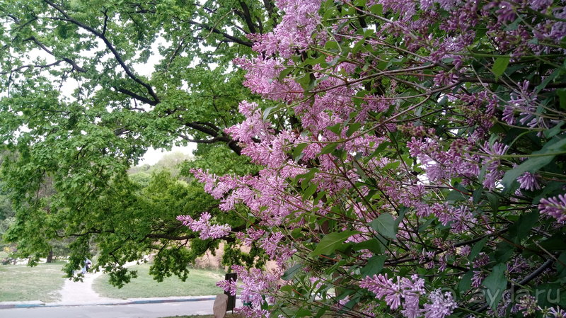 Альбом отзыва "Киев, Ботанический сад. Весна-лето, осень-зима, а в середине Вечность! Весна."