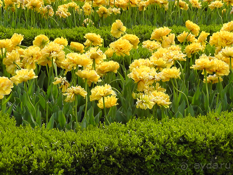 Альбом отзыва "Киев, Ботанический сад. Весна-лето, осень-зима, а в середине Вечность! Весна."