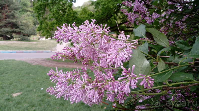 Альбом отзыва "Киев, Ботанический сад. Весна-лето, осень-зима, а в середине Вечность! Весна."