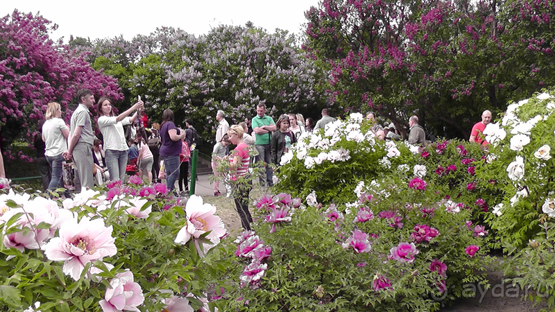 Альбом отзыва "Киев, Ботанический сад. Весна-лето, осень-зима, а в середине Вечность! Весна."