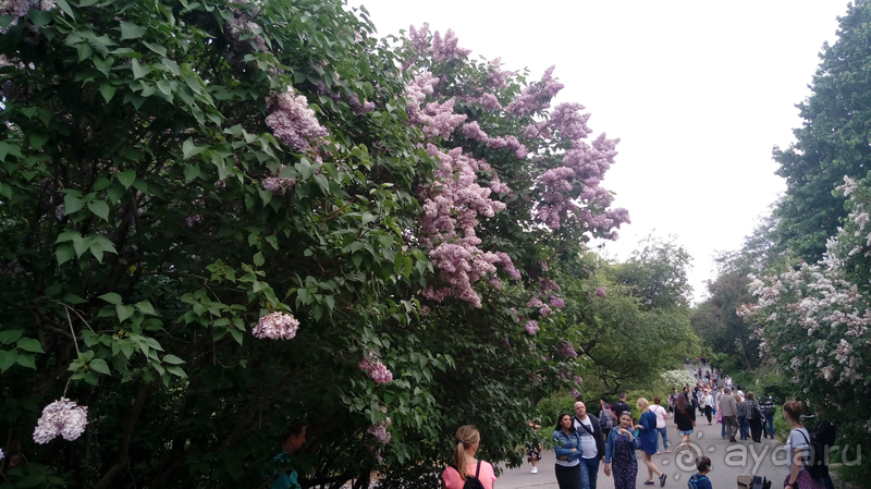 Альбом отзыва "Киев, Ботанический сад. Весна-лето, осень-зима, а в середине Вечность! Весна."
