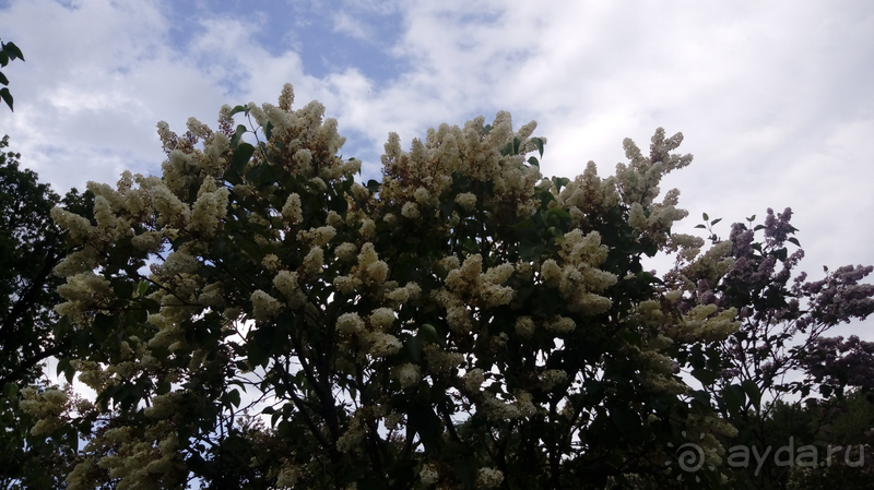 Альбом отзыва "Киев, Ботанический сад. Весна-лето, осень-зима, а в середине Вечность! Весна."