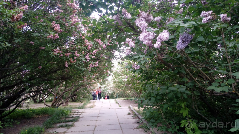 Альбом отзыва "Киев, Ботанический сад. Весна-лето, осень-зима, а в середине Вечность! Весна."