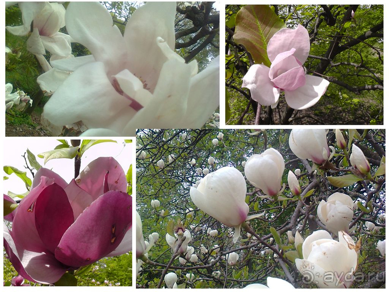 Альбом отзыва "Киев, Ботанический сад. Весна-лето, осень-зима, а в середине Вечность! Весна."