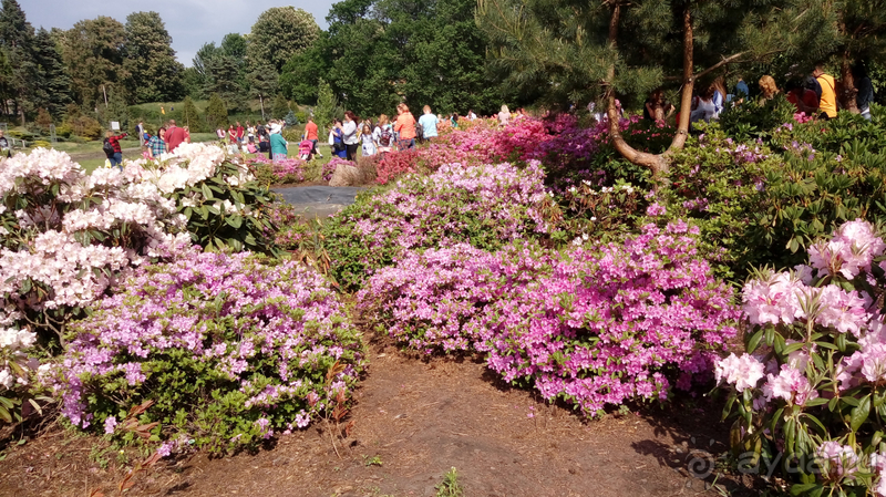 Альбом отзыва "Киев, Ботанический сад. Весна-лето, осень-зима, а в середине Вечность! Весна."
