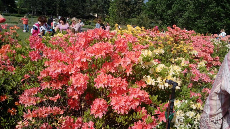 Альбом отзыва "Киев, Ботанический сад. Весна-лето, осень-зима, а в середине Вечность! Весна."