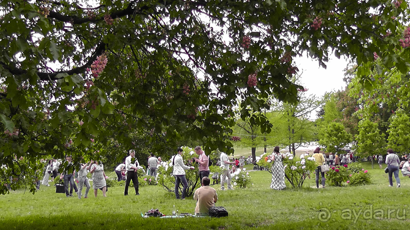 Альбом отзыва "Киев, Ботанический сад. Весна-лето, осень-зима, а в середине Вечность! Весна."