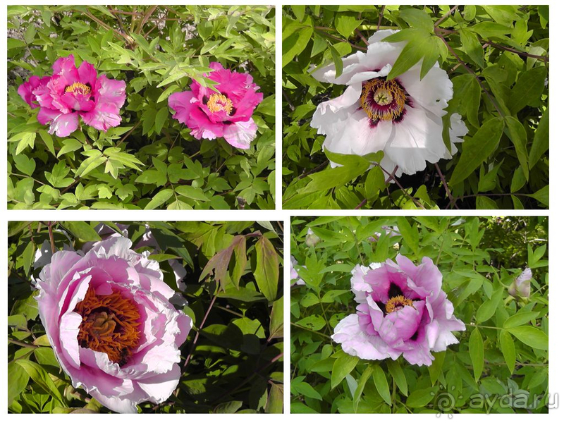 Альбом отзыва "Киев, Ботанический сад. Весна-лето, осень-зима, а в середине Вечность! Весна."