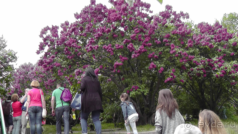 Альбом отзыва "Киев, Ботанический сад. Весна-лето, осень-зима, а в середине Вечность! Весна."