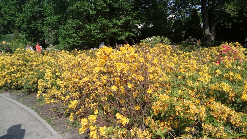 Альбом отзыва "Киев, Ботанический сад. Весна-лето, осень-зима, а в середине Вечность! Весна."