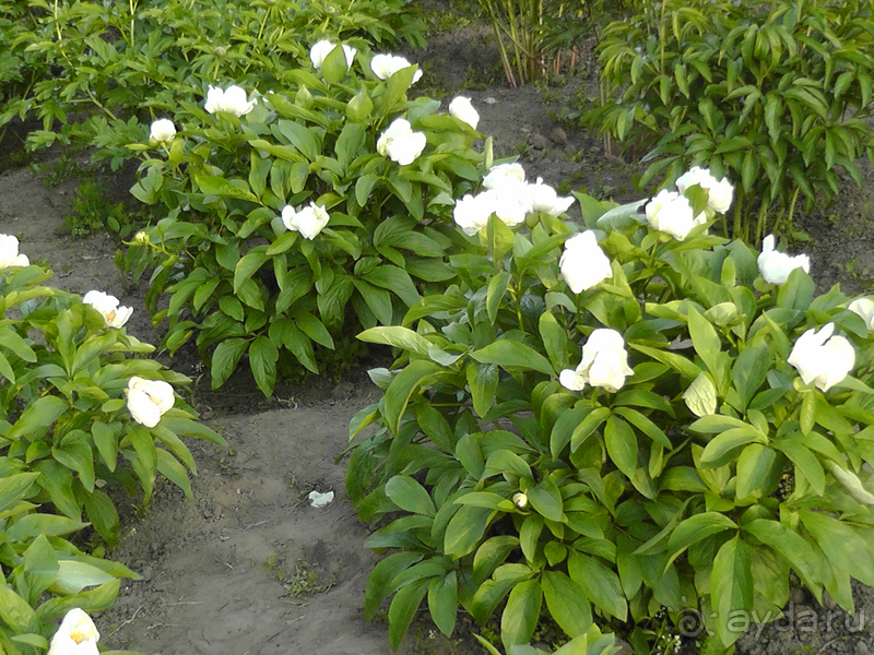 Альбом отзыва "Киев, Ботанический сад. Весна-лето, осень-зима, а в середине Вечность! Весна."
