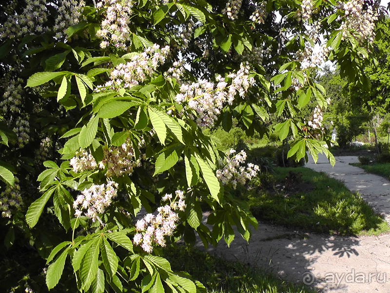 Альбом отзыва "Киев, Ботанический сад. Весна-лето, осень-зима, а в середине Вечность! Весна."