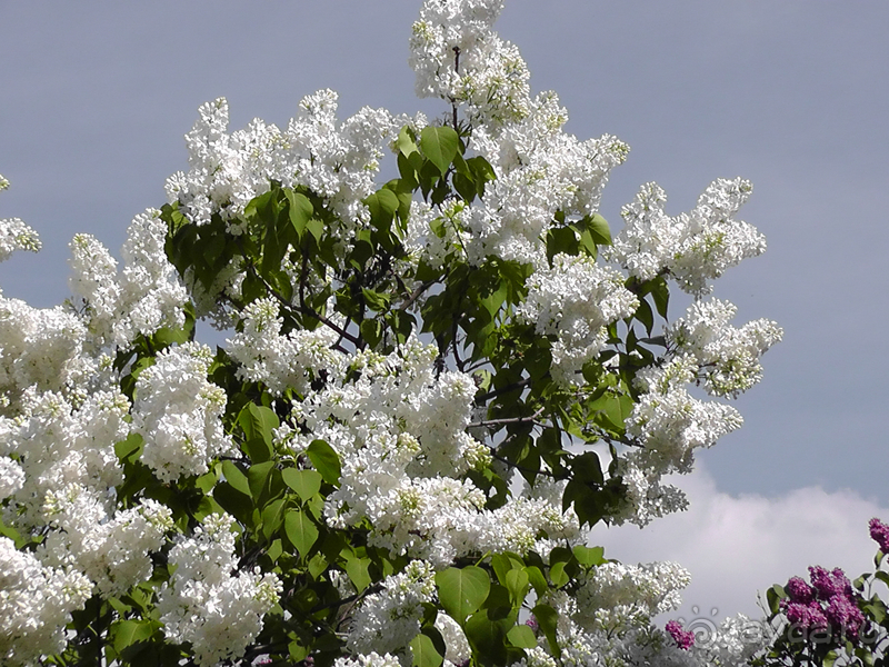 Альбом отзыва "Киев, Ботанический сад. Весна-лето, осень-зима, а в середине Вечность! Весна."