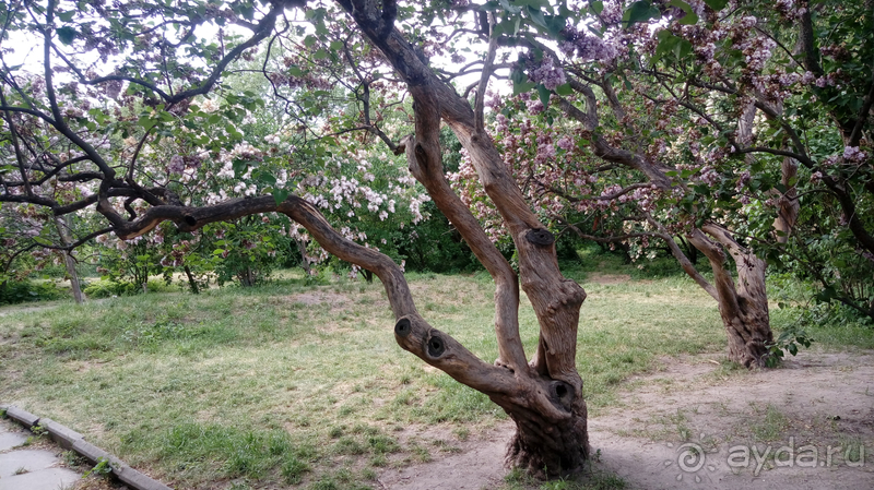 Альбом отзыва "Киев, Ботанический сад. Весна-лето, осень-зима, а в середине Вечность! Весна."