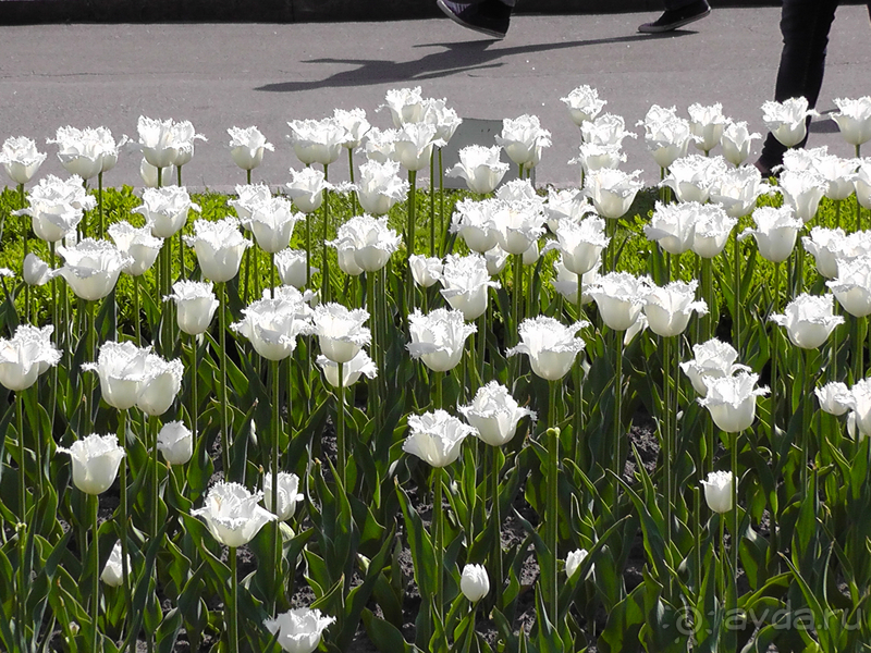 Альбом отзыва "Киев, Ботанический сад. Весна-лето, осень-зима, а в середине Вечность! Весна."
