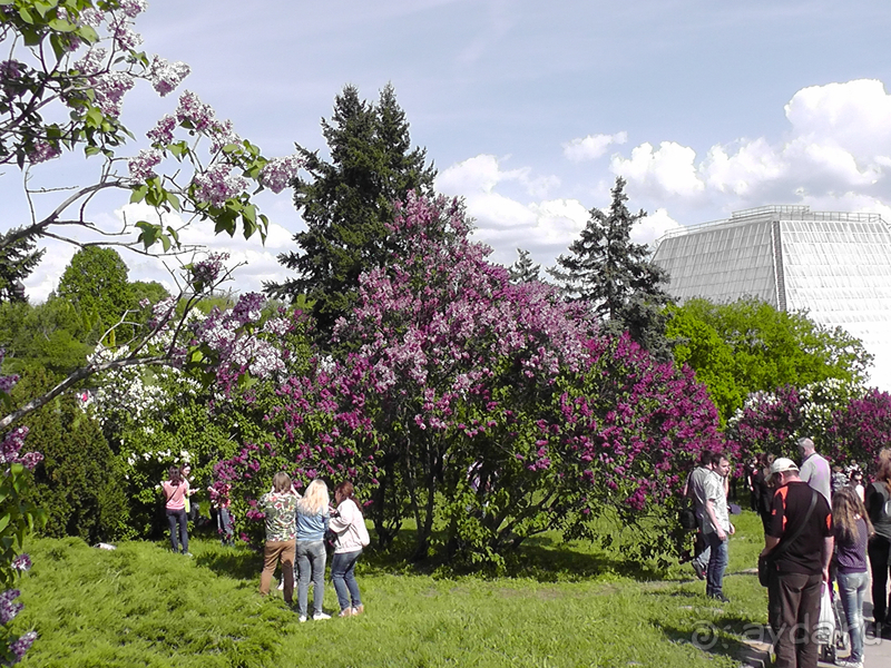 Альбом отзыва "Киев, Ботанический сад. Весна-лето, осень-зима, а в середине Вечность! Весна."