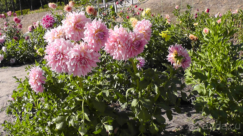 Альбом отзыва "Киев, Ботанический сад. Весна-лето, осень-зима, а в середине Вечность! Осень."