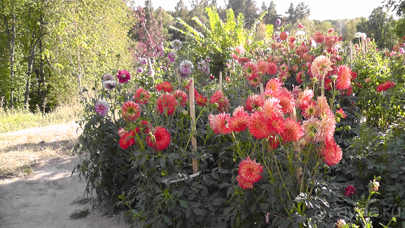 Альбом отзыва "Киев, Ботанический сад. Весна-лето, осень-зима, а в середине Вечность! Осень."