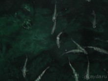 Альбом отзыва "Тосса де Мар, Жирона, Фигерос - звезды в созвездии Коста-Бравы!"