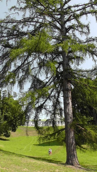 Альбом отзыва "Качановка, музей-усадьба  - эхо давних времен, людей и событий"