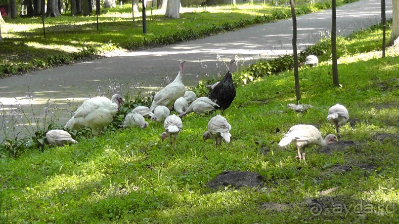Качановка, музей-усадьба  - эхо давних времен, людей и событий