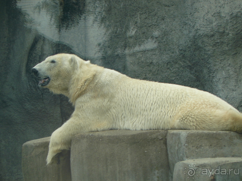 фото El Mouradi Palm Marina