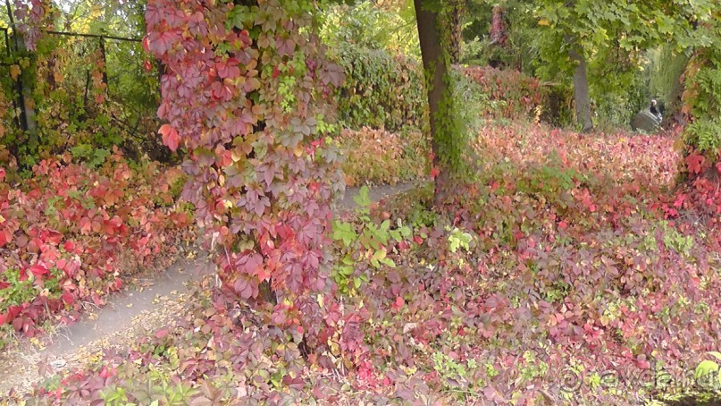 Альбом отзыва "Парк "Александрия" и г. Белая Церковь. Часть I"