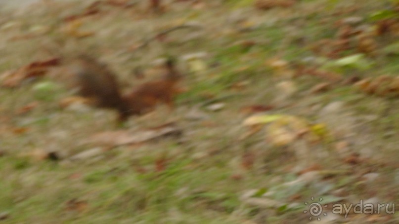 Альбом отзыва "Парк "Александрия" и г. Белая Церковь. Часть I"