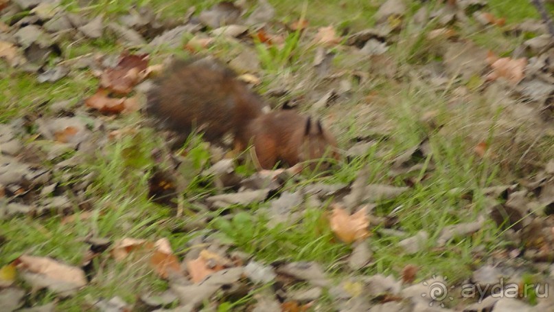 Альбом отзыва "Парк "Александрия" и г. Белая Церковь. Часть I"