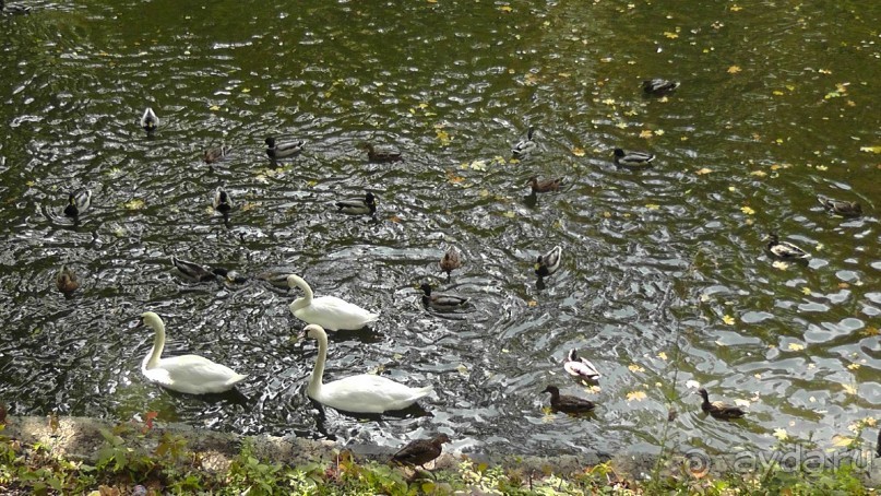 Альбом отзыва "Парк "Александрия" и г. Белая Церковь. Часть I"