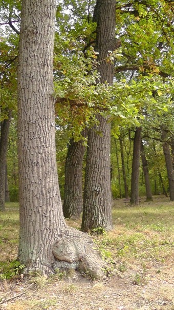 Альбом отзыва "Парк "Александрия" и г. Белая Церковь. Часть I"